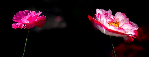 사진 그림 같은 5월 대비.분위기 만들기.정원에서 양귀비꽃.섬세한 꽃.파노라마.