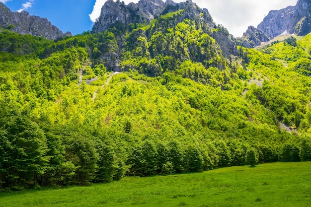 絵のように美しい牧草地と森は高山の中にあります