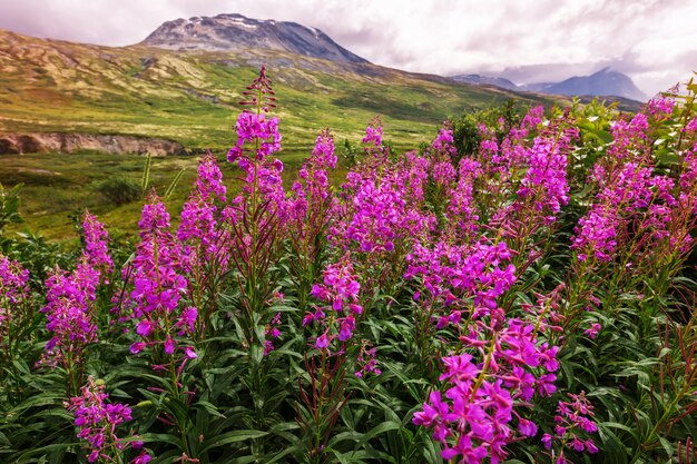 Picturesque mountain view in the Canadian Rockies in summer season