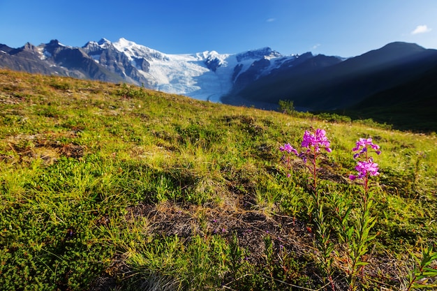 Picturesque Mountains of Alaska in summer. Snow covered massifs, glaciers and rocky peaks.