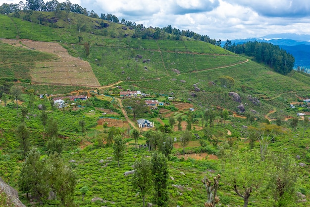 Picturesque natural landscape. Green tea plantations in the highlands. Growing tea.