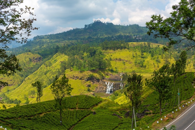 Picturesque natural landscape. Green tea plantations in the highlands. Growing tea.