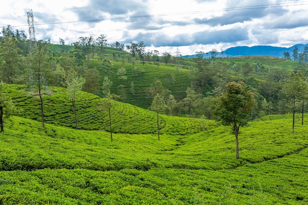 絵のように美しい自然の風景。高地の緑茶農園。お茶を育てる