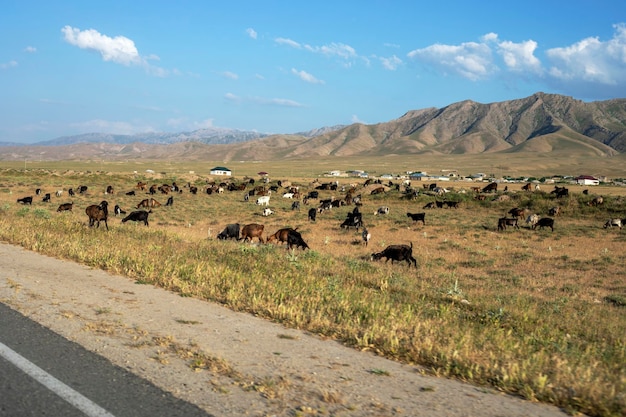 Picturesque pasture in the mountain steppe