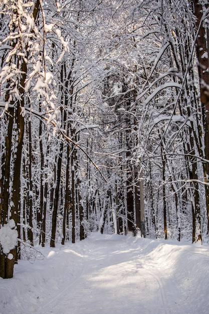 Foto pittoresca di alberi innevati nella foresta durante il giorno