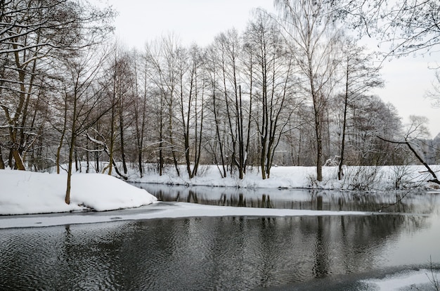 冬の森の美しい川