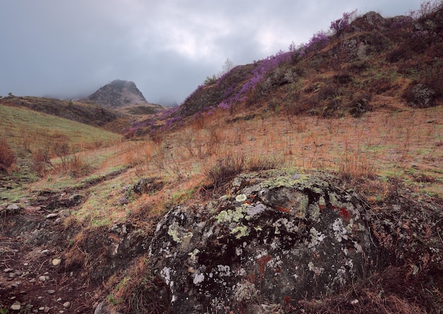 The picturesque slope of the mountain was covered with yellow grass and pink maralnik