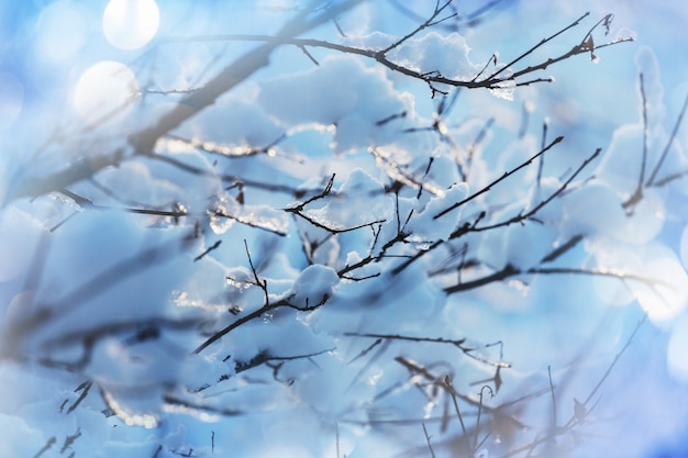 Picturesque snow-covered forest in the winter