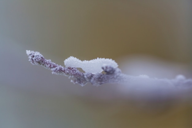 Picturesque snow-covered forest in the winter