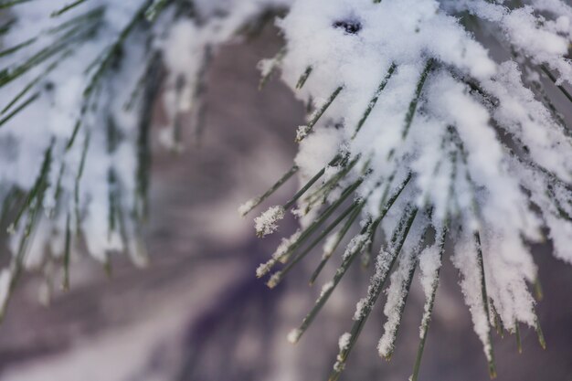 Picturesque snow-covered forest in the winter