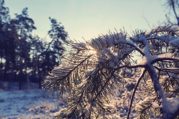 冬の絵のように美しい雪に覆われた森