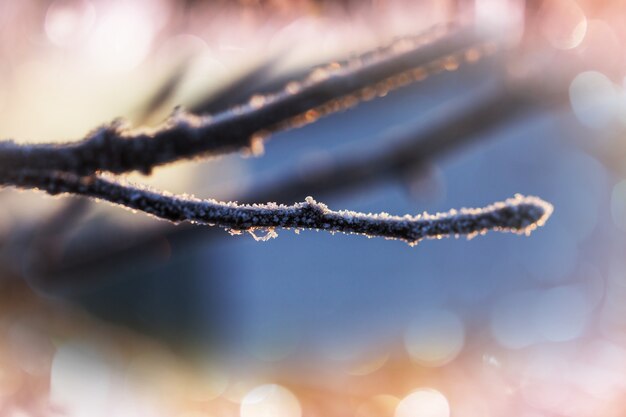 冬の絵のように美しい雪に覆われた森