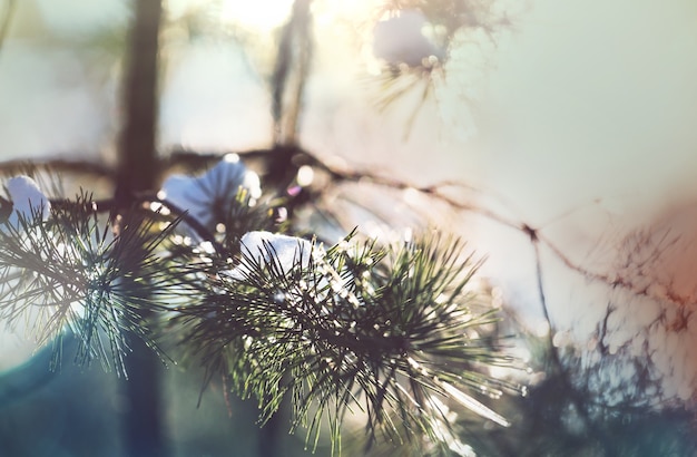 Picturesque snow-covered forest in the winter