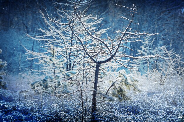 Foto pittoresca foresta innevata in inverno