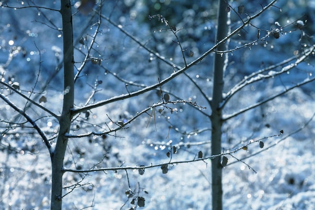 Picturesque snow-covered forest in the winter