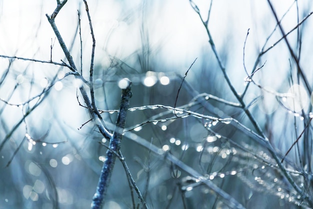 Picturesque snow-covered forest in the winter