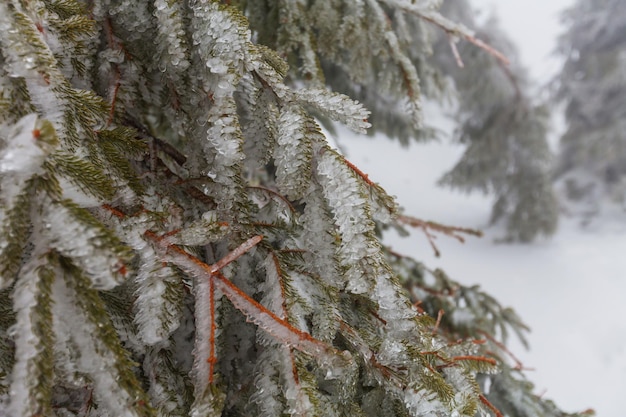 Picturesque snow-covered forest in the winter