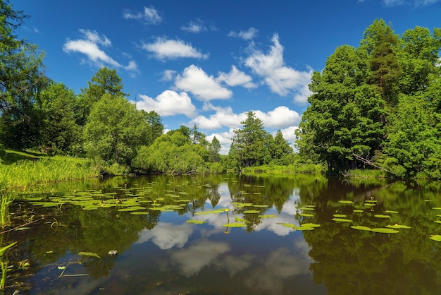 A picturesque summer landscape on the shore in the Priyutino estate Vsevolozhsk Leningrad region