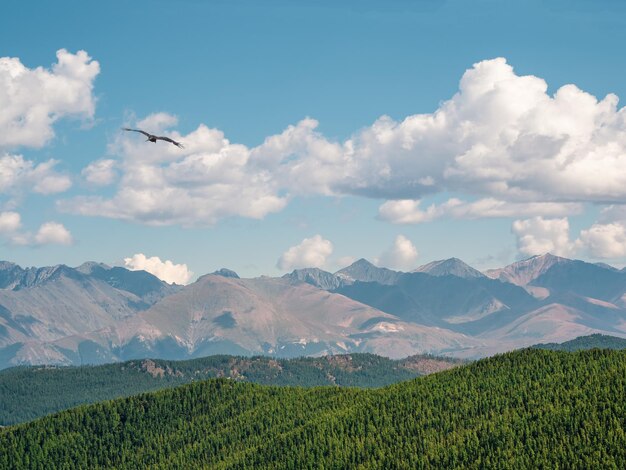 Picturesque sunny mountain landscape with a high green coniferous plateau illuminated by the sun with a mountain wall under feathery clouds Great mountains in the sunlight