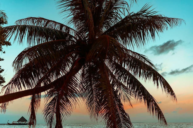 Picturesque sunrise in the Maldives island the sun rising from the Indian ocean and reflected in the water travel concept palm trees hanging over the water