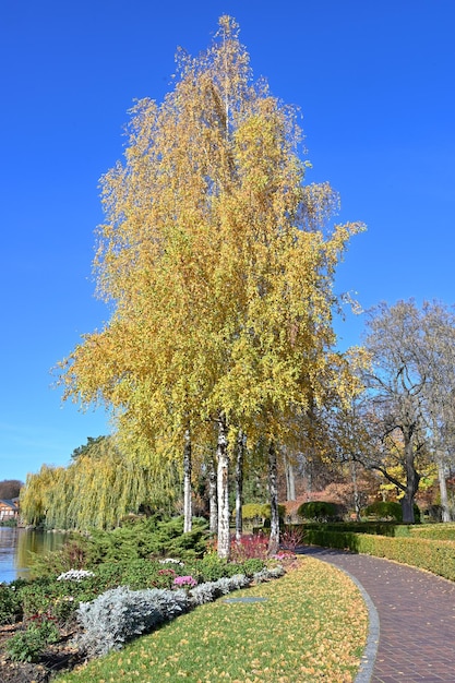 Picturesque trees near the pond in the park