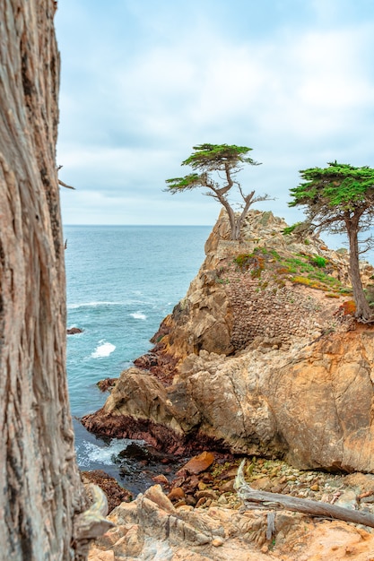 A picturesque view of a lonely cypress tree in a park on the coast in Monterey