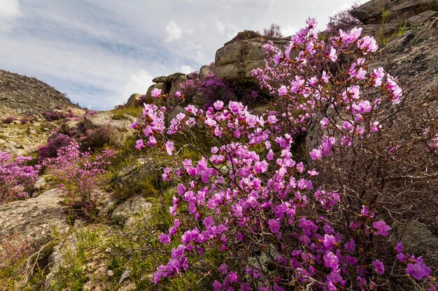 Photo picturesque views of the altai mountains and blossoming maralnik