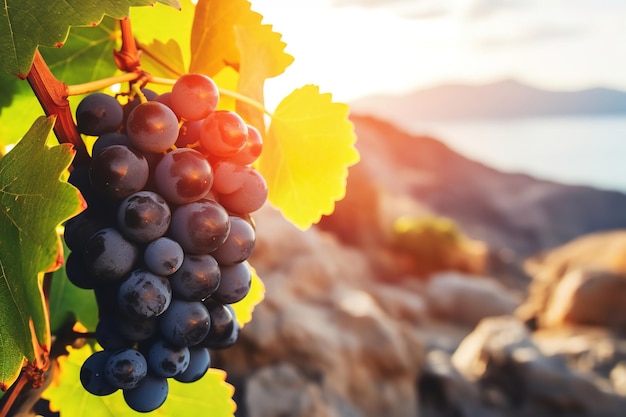 Picturesque Vineyard in the Afternoon Sun