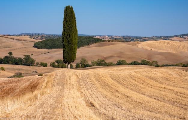 Живописные желтые сельскохозяйственные поля с кипарисом в Тоскане, Италия