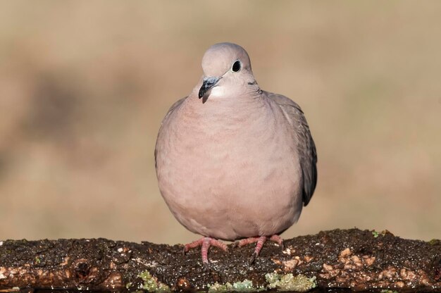 Picui Ground Dove in Calden bosomgeving La Pampa provincie Argentinië Patagonië