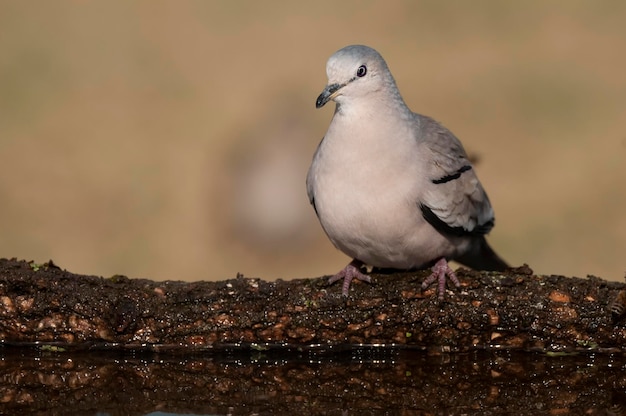 Picui Ground Dove in Calden bosomgeving La Pampa provincie Argentinië Patagonië