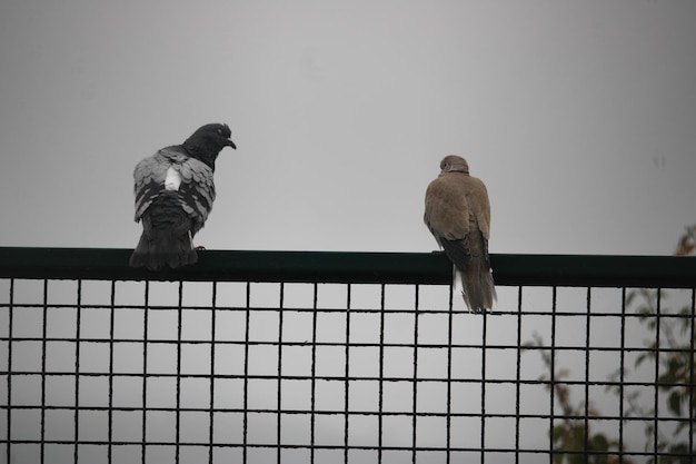 Photo pidgeon on a fence