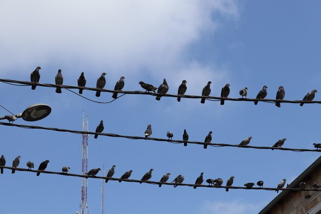 Pidgeons birds under the blue sky Free Photo