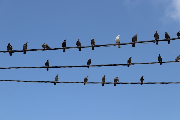 Pidgeons birds under the blue sky Free Photo