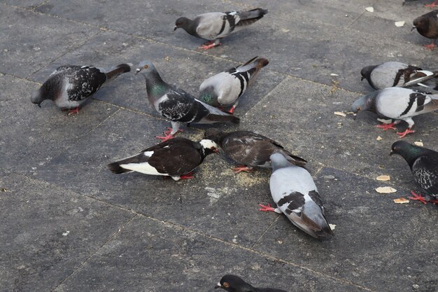 Pidgeons birds feeding in the park Free Photo