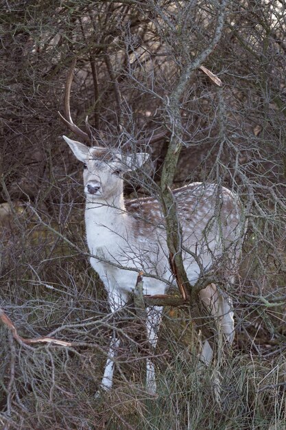 Piebald hert staan te midden van droge planten in het bos