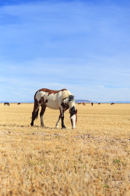 Фото Пегая лошадь пасется в поле