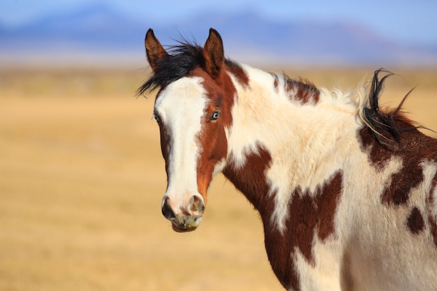 Piebald 말 카메라를보고