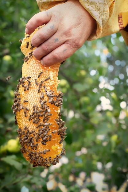 Foto un pezzo di cera d'api nella mano dell'apicoltore