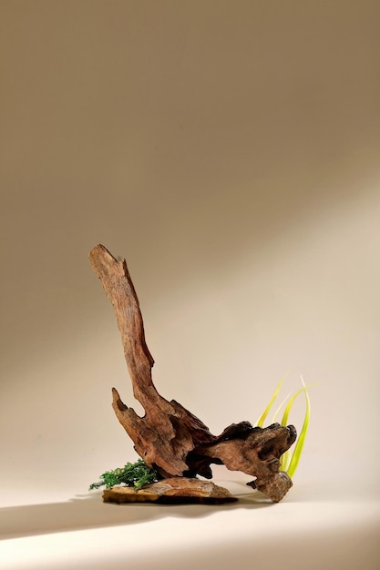 A piece of driftwood with a branch in the middle.