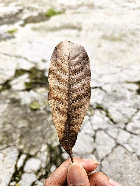 Foto un pezzo di foglia secca