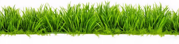 A piece of green lawn on a white background