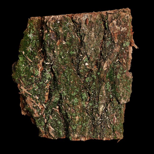 A piece of tree bark isolated