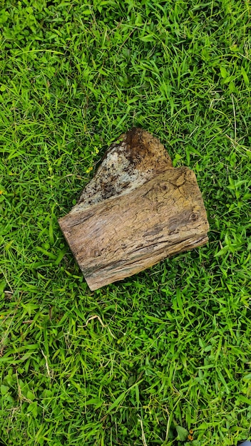 A piece of wood lying on the green grass