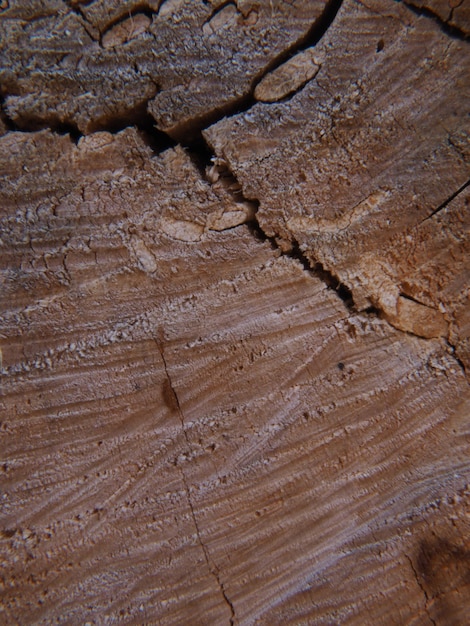 A piece of wood with a brown texture and the word " wood " on it.