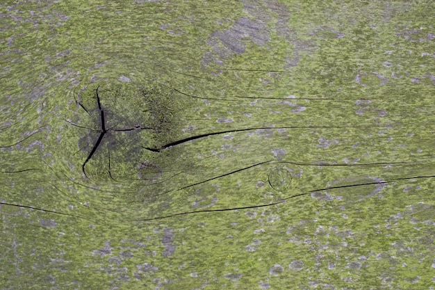 A piece of wood with a green algae on it