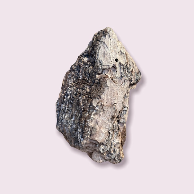 A piece of woody pine bark isolated on a pink background