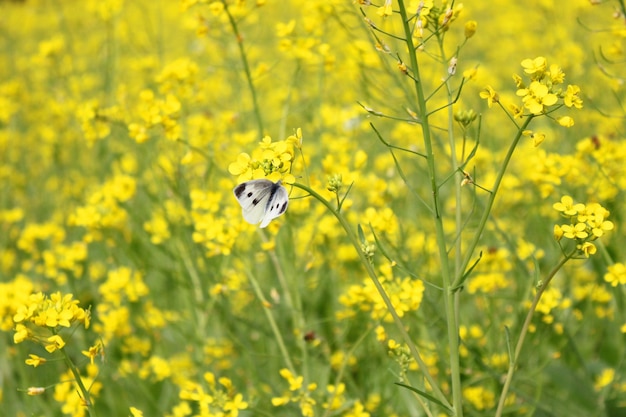 Photo a piece of yellow rapeseed flower