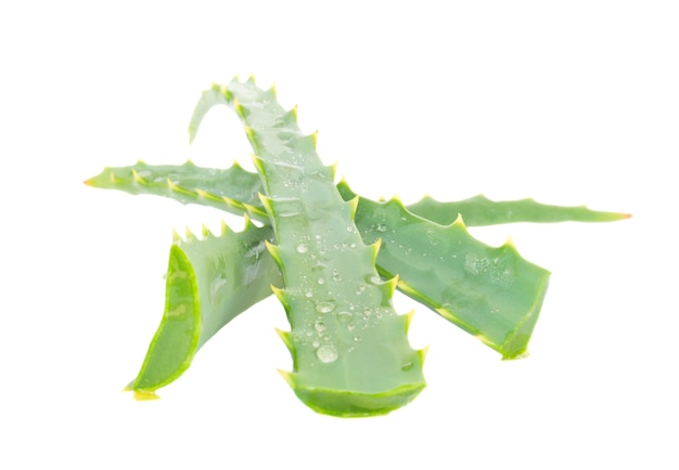 Photo pieces of aloe vera isolated