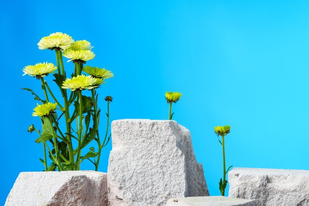 Pieces of gray limestone on blue background with flowers